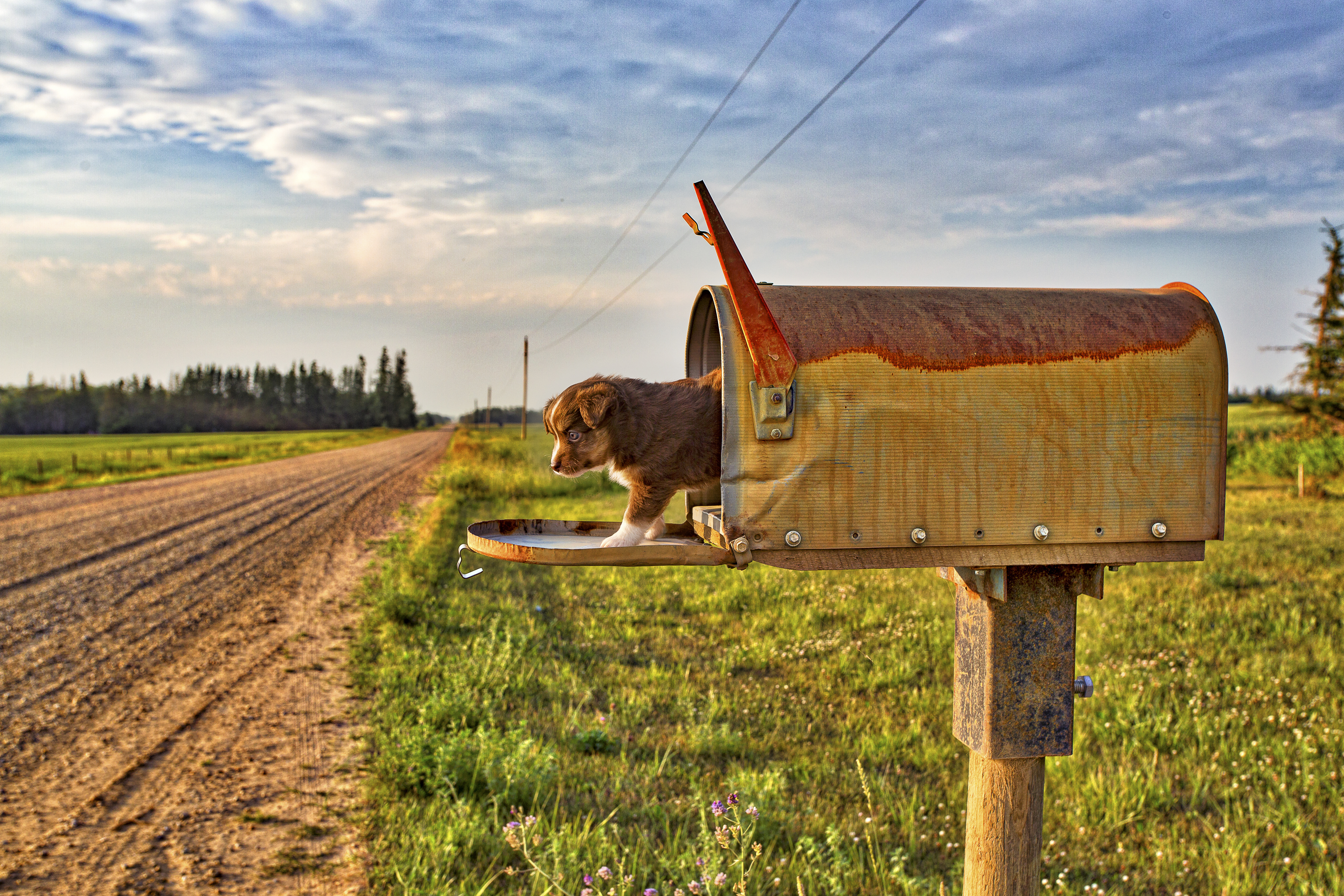 Puppy in Mailbox